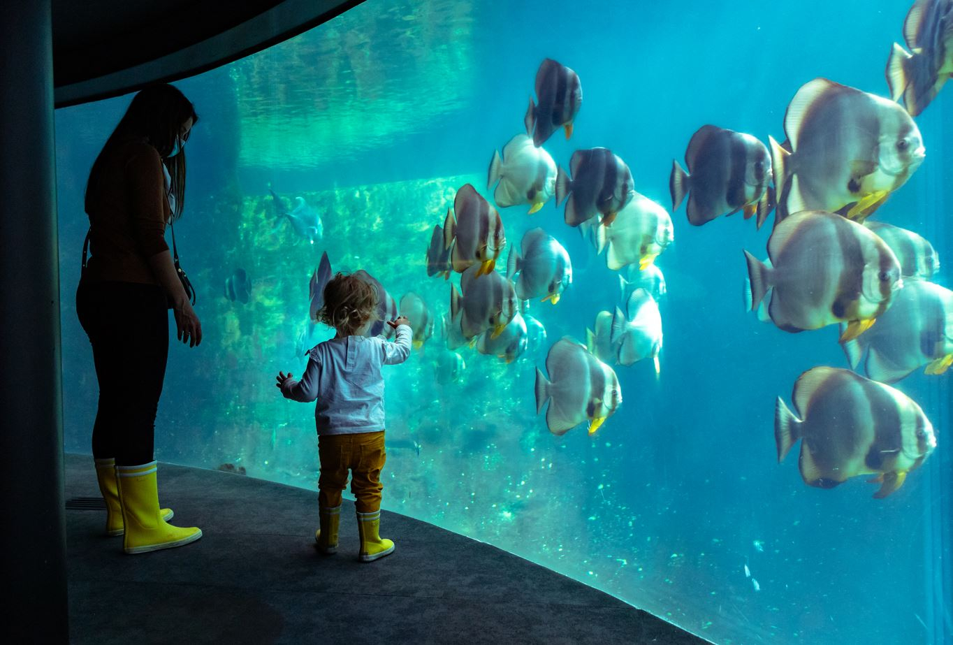 Nausicaá à Boulognesurmer. Un des plus grands aquariums d'Europe