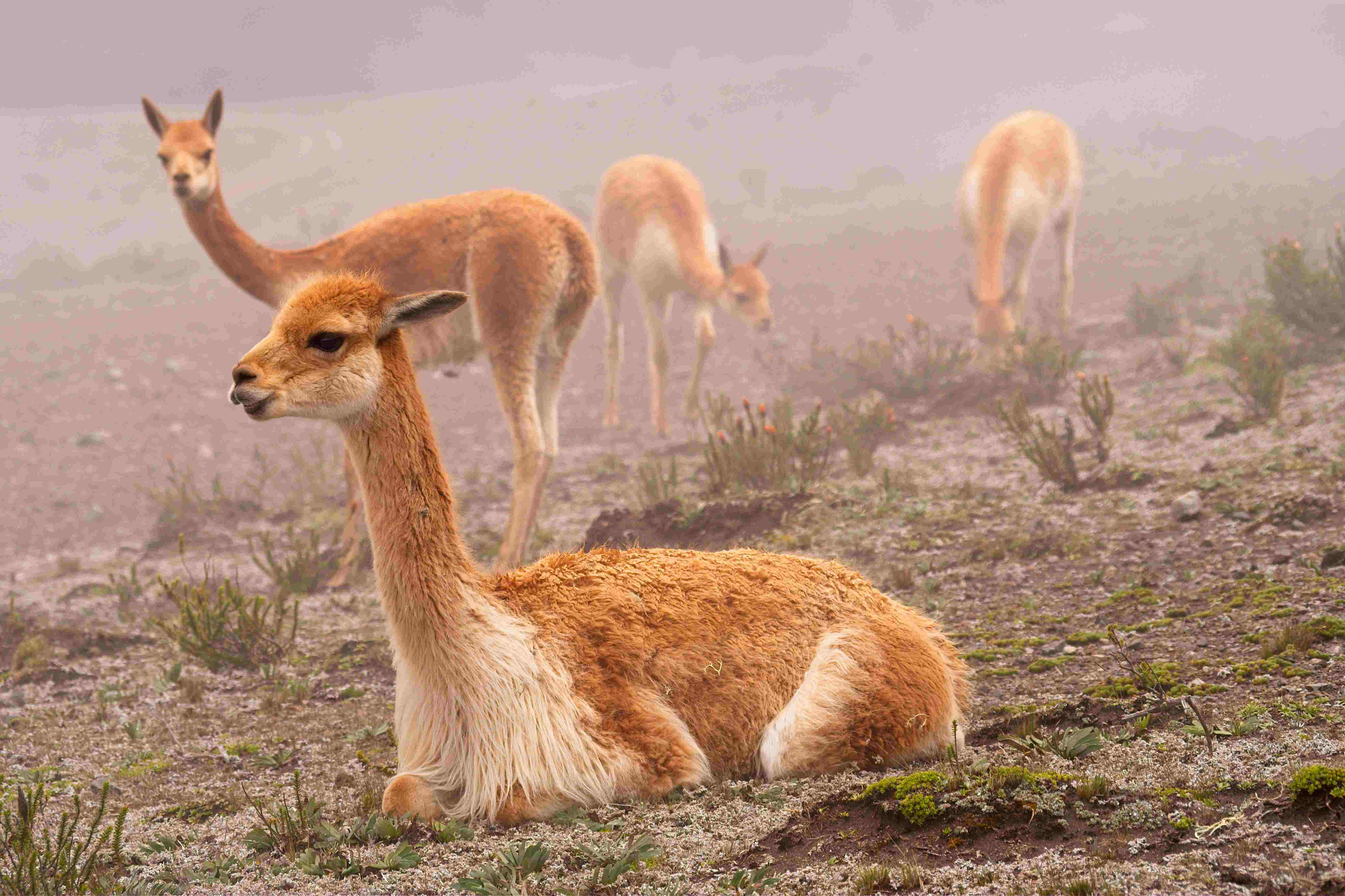 © Lynda Paquet & Martin Parent