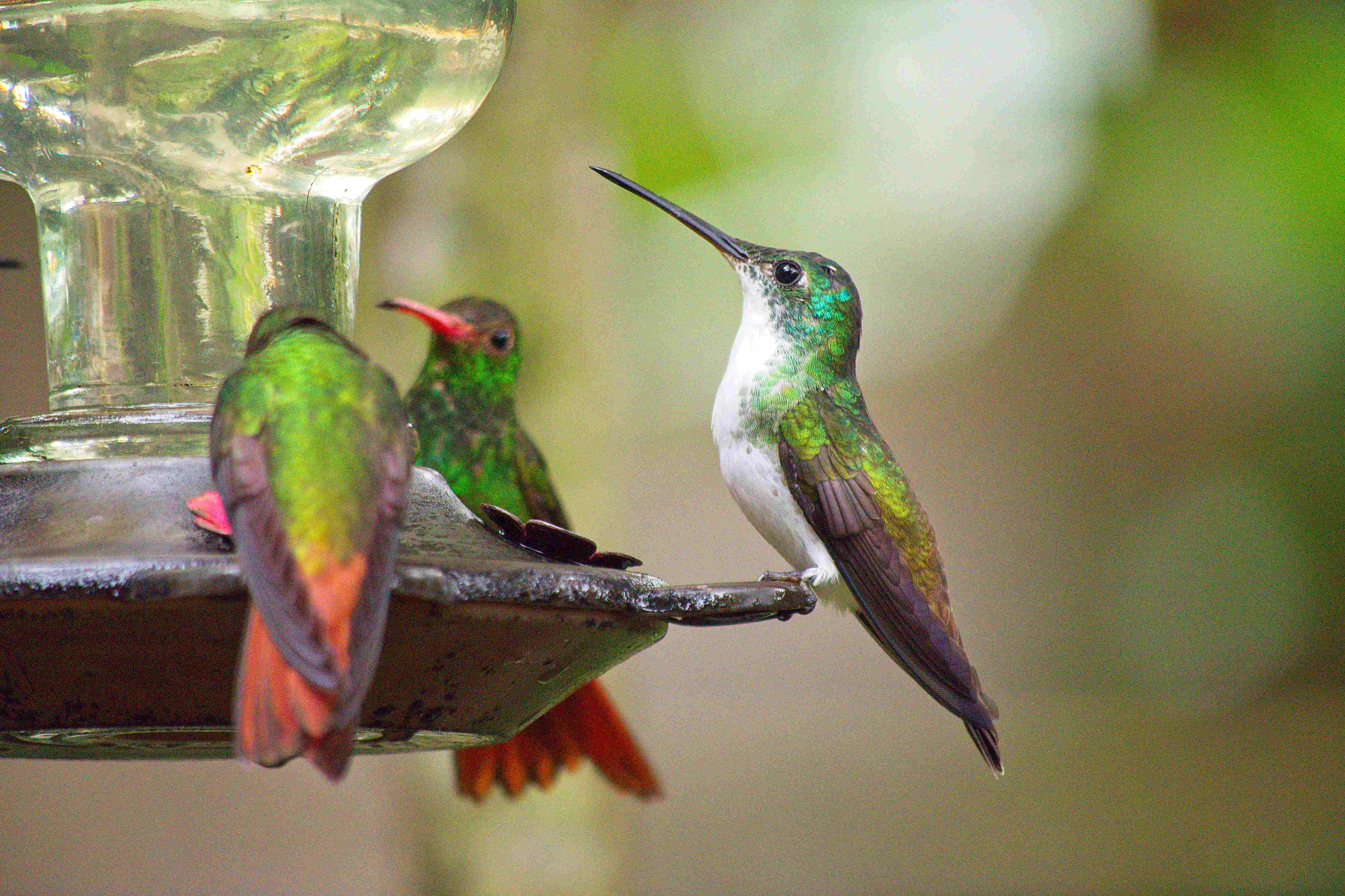 © Lynda Paquet & Martin Parent