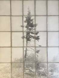 Cette image a un attribut alt vide ; le nom du fichier est trees_b_37_oui_oui.jpg