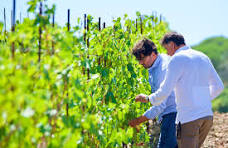 Vignoble En Toscane © « Fuori Mundo »,