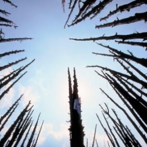 Ciel canadien dans les grands arbres