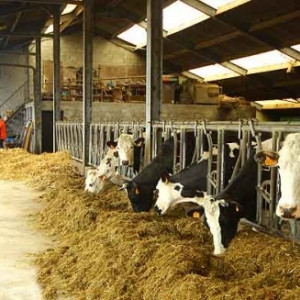 Lait bio de Daniel et Suzanne Collienne de Sprimont