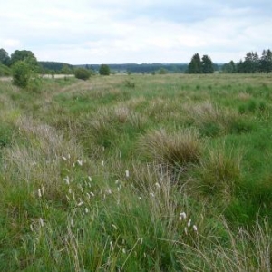 Sourbrodt : la Reserve de la Fagne de la Roer