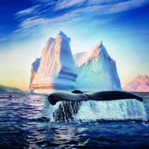 Baleine et Iceberg 2000 - (c) Terre Neuve et Labrador Tourisme