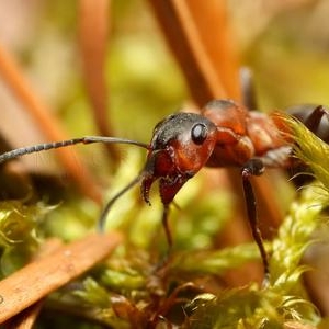 01. Fourmi rousse des bois dans un tapis de mousse