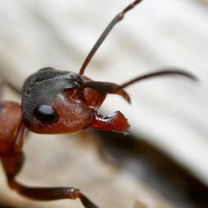 16. Gros plan sur une fourmi rousse des bois