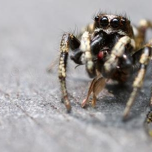 Salticus scenicus male