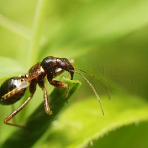 Himacerus mirmicoides devorant de son rostre une larve abritee dans une feuille enroulee