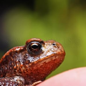 Grenouille rousse