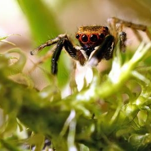 Euophrys frontalis