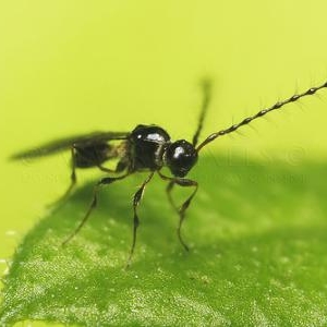 Micro-hymenoptere de 3mm de long