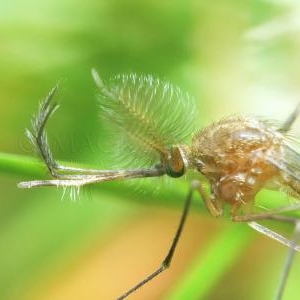 Chironome a antennes plumeuses