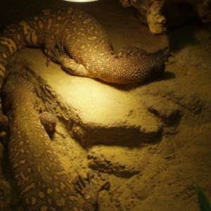 serpentarium serpentarium