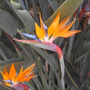 La Gomera, l'autre monde des Canaries