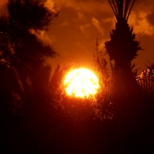 Djerba, l’île d’Ulysse et des lotophages