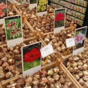 marche aux fleurs amsterdam