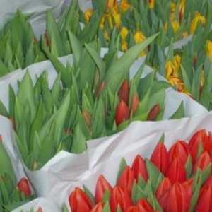 marche aux fleurs amsterdam