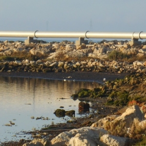 Djerba, l’île d’Ulysse et des lotophages