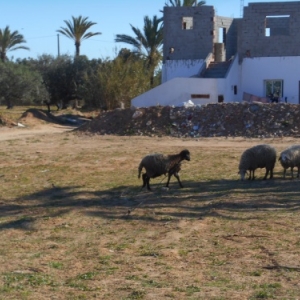 balade caleche vers le lac sale