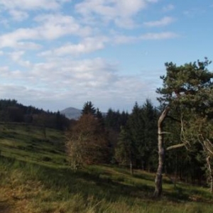 wacholderheide