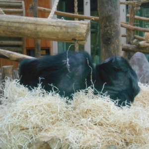 anvers - zoo