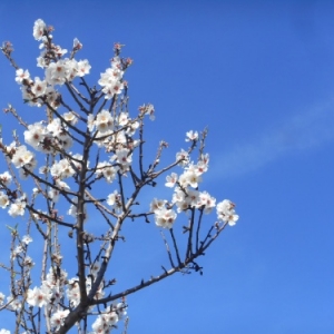 amandiers en fleurs