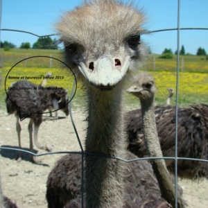 autrucherie du doneu