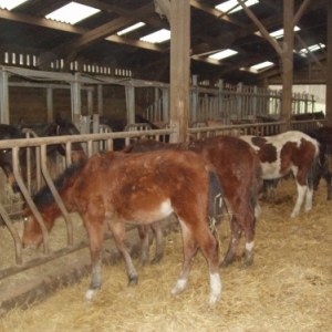 la ferme de comogne - focant