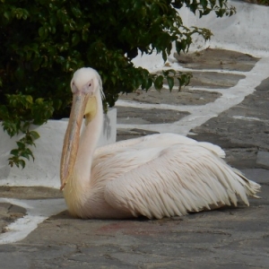 la mascotte petros le pelican