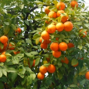 Sevilla oranges ameres