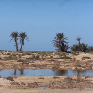 sidi jmour - cote occidentale