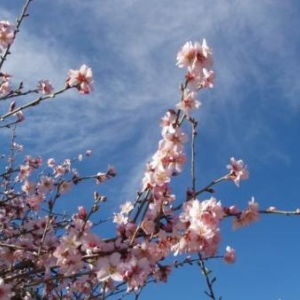 anti-atlas amandiers en fleurs