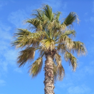 Djerba, l’île d’Ulysse et des lotophages