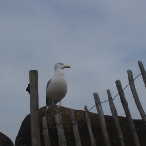 Evasion à Blankenberge