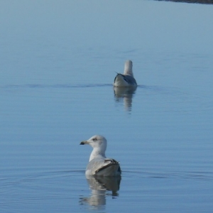 oostduinkerke