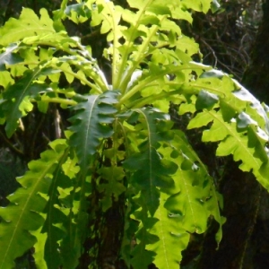 La Gomera, l'autre monde des Canaries
