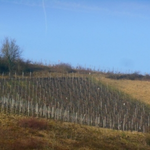 Miselerland, la Moselle luxembourgeoise, une superbe région viticole près de chez nous