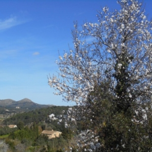 amandiers en fleurs