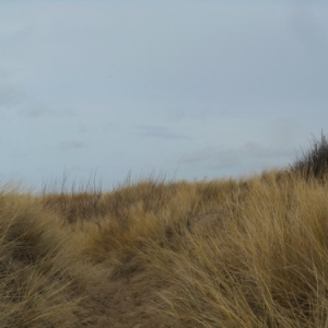 De Haan-aan-Zee, le Coq, un autre visage de la côte belge De Haan-aan-Zee, le Coq, un autre visage de la côte belge