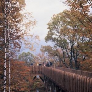 Passerelle cime des arbres