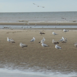 De Haan-aan-Zee, le Coq, un autre visage de la côte belge De Haan-aan-Zee, le Coq, un autre visage de la côte belge
