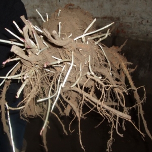 proven - hoppecruyt - hopscheuten ou jet de houblon