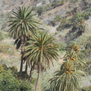 La Gomera, l'autre monde des Canaries