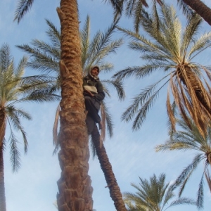 tozeur - abdoul 