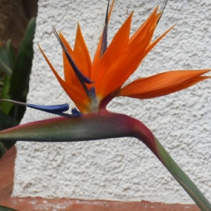 Tenerife, l'île au printemps éternel