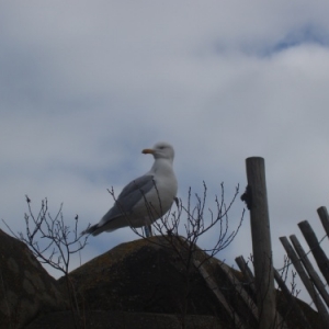 Evasion à Blankenberge Evasion à Blankenberge