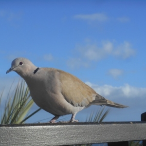 Lanzarote, la magie canarienne du noir, du blanc et du bleu