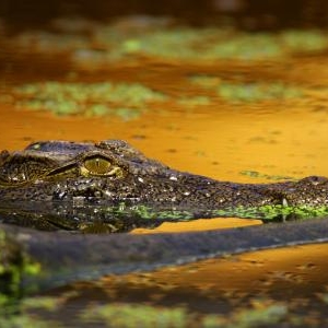 Planete crocodiles