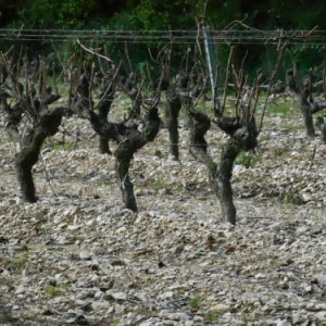 sainte berthe  - baux de provence